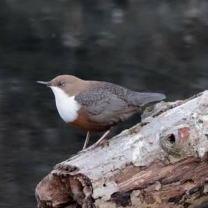 White-throated Dipper