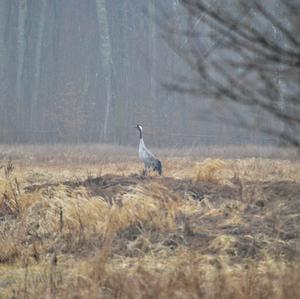 Common Crane