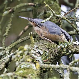 Wood Nuthatch