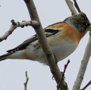 Brambling