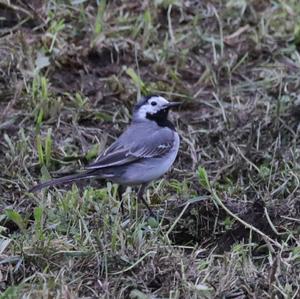 White Wagtail