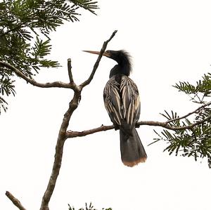 Anhinga