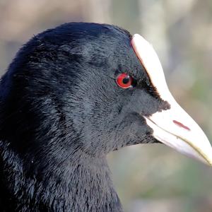 Common Coot