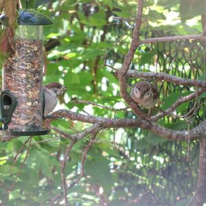 Eurasian Tree Sparrow