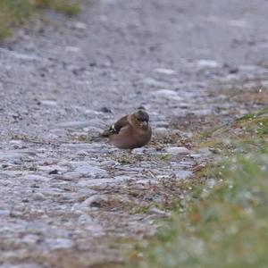 Eurasian Chaffinch