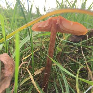 Fairy Ring Mushroom