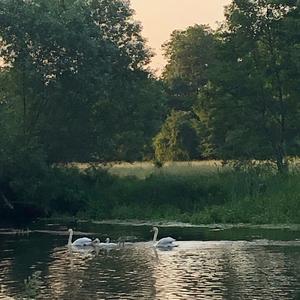 Mute Swan