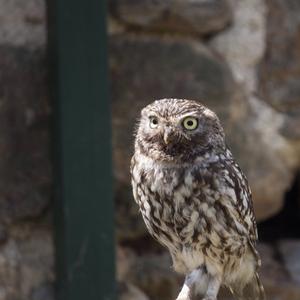 Little Owl