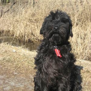 Standard Schnauzer