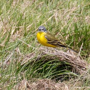 Yellow Wagtail