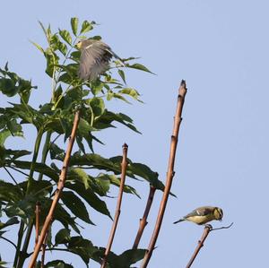 Blue Tit