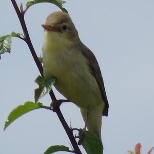 Melodious Warbler