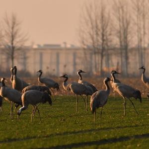 Common Crane