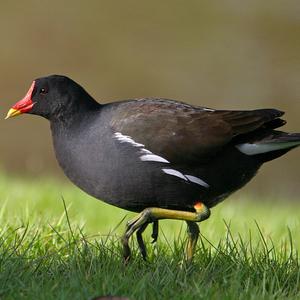 Common Moorhen