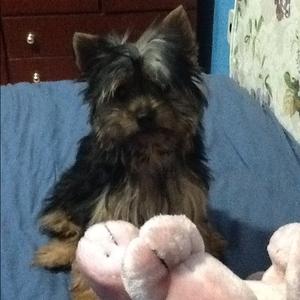 Yorkshire Terrier