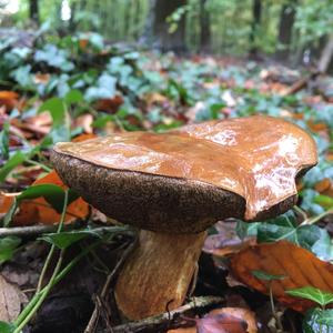 Bay Bolete