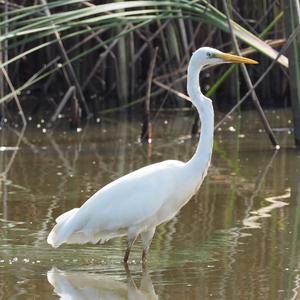 Great Egret