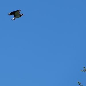 Northern Lapwing