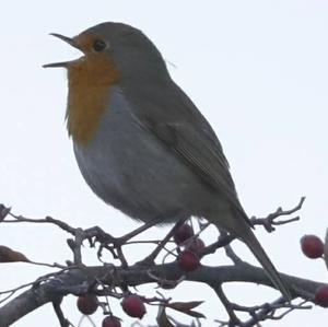 European Robin