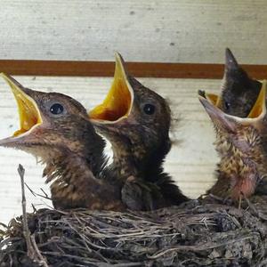 Eurasian Blackbird