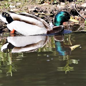 Mallard