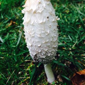 Shaggy Mane