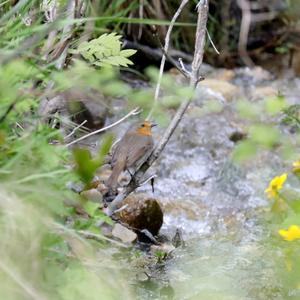 European Robin