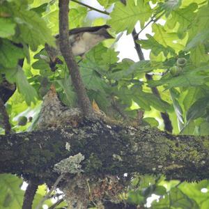 Spotted Flycatcher