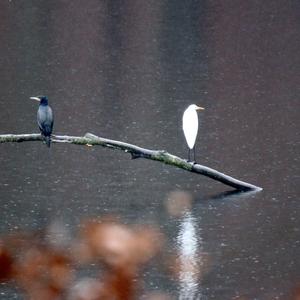 Great Egret