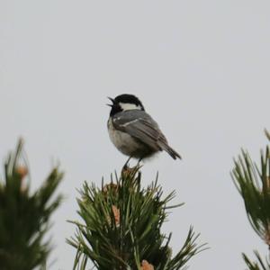 Coal Tit