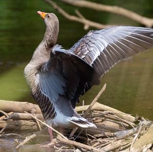 Greylag Goose