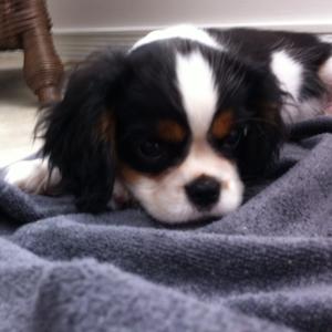 Cavalier King Charles Spaniel