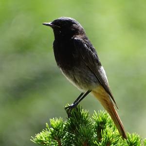 Black Redstart