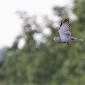 Eurasian Collared-dove