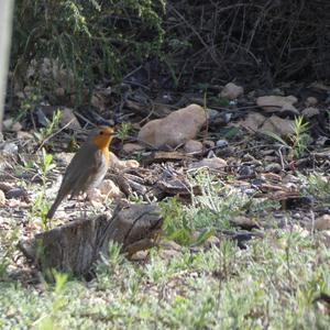 European Robin