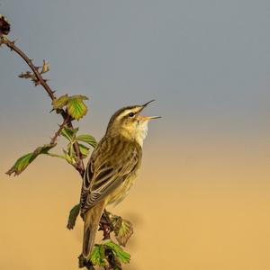 Great Reed-warbler