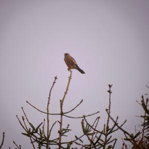 Common Kestrel