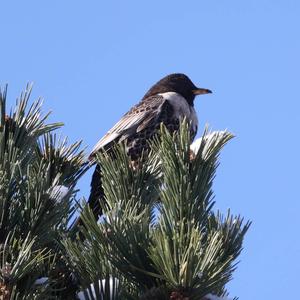 Ring Ouzel