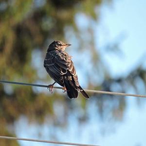 Common Starling