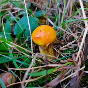 Larch Suillus