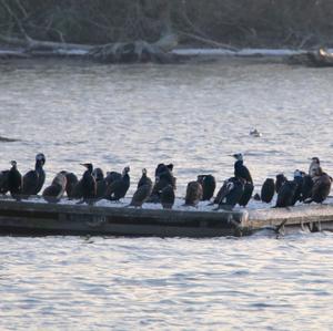 Great Cormorant