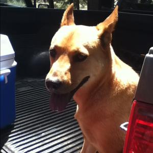 Unknown Breed