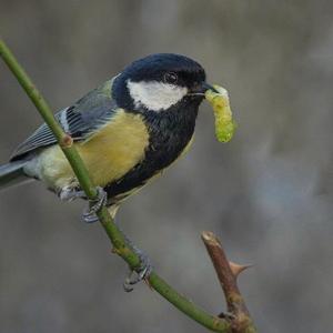 Great Tit