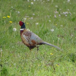 Common Pheasant