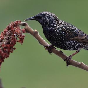 Common Starling