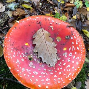 Fly Agaric