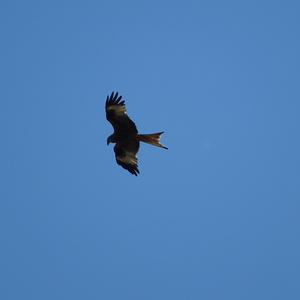 Black Kite