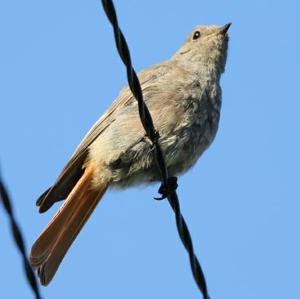 Black Redstart