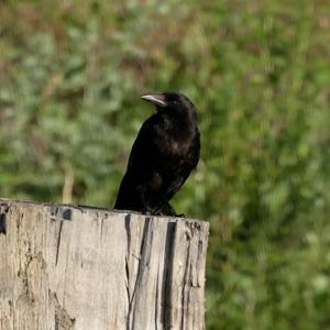 Carrion Crow