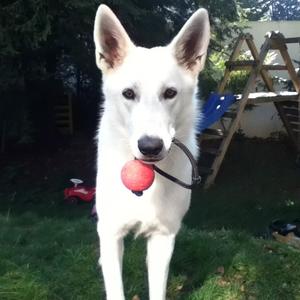 Berger Blanc Suisse